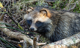 Белорусская чупакабра – на самом деле енотовидная собака? Узнали у ученого
