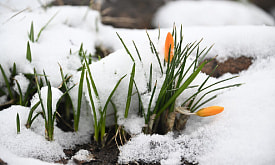 Неделя до весны: топ полезных занятий для нетерпеливого дачника
