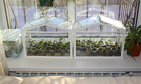 7 растений, которые можно посадить на рассаду уже в начале января