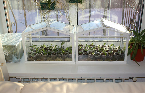 7 растений, которые можно посадить на рассаду уже в начале января