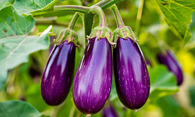 Учимся выбирать семена баклажанов: на что обратить внимание? Семь важных критериев 