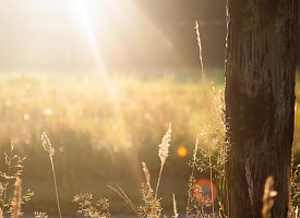 Где будут дожди, а где – солнце? Прогноз погоды в Беларуси на 4 августа