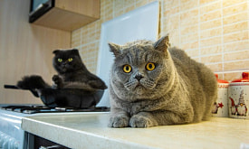 “Они уже зарабатывают больше меня”. Ролики с безмятежными “плюшевыми” котами рвут интернет