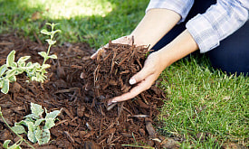 Накрыли – и навредили: главные ошибки с мульчей весной