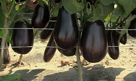 Какие баклажаны можно вырастить в Беларуси без теплицы – и когда их сажать, чтобы успели созреть?