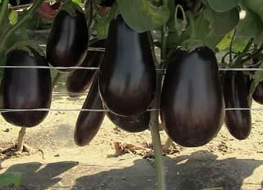 Какие баклажаны можно вырастить в Беларуси без теплицы – и когда их сажать, чтобы успели созреть?