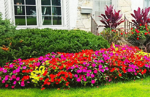 7 правил при выборе семян цветов для дачи: чтобы клумба не разочаровала