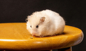 “Хомячок врезался в кроссовок, испугался и умер”. Что нужно знать, если решили завести дома грызуна?