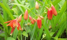 Выращиваем бессеру на даче: чем привлекателен этот «африканский» цветок?