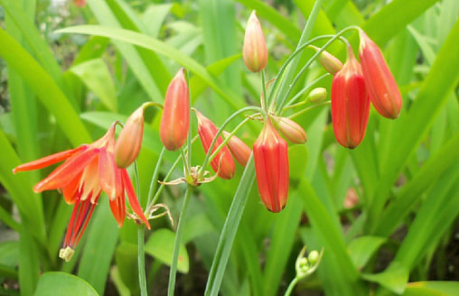 Выращиваем бессеру на даче: чем привлекателен этот «африканский» цветок?