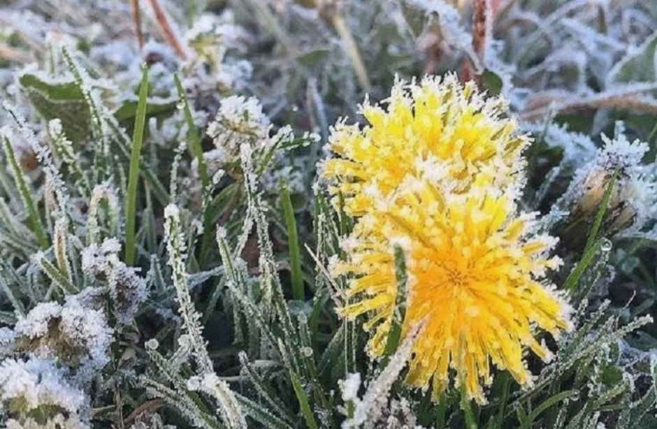 Заморозки в мае