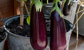 Капризный баклажан: топ ошибок, или почему бывает так тяжело вырастить овощ на подоконнике