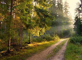 В 43 районах Беларуси ограничили посещение лесов: где действуют запреты