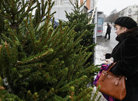 В Беларуси появилась карта елочных базаров