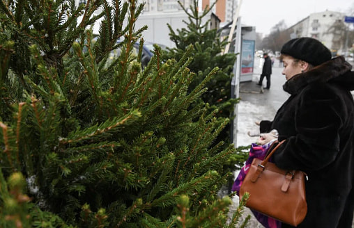 В Беларуси появилась карта елочных базаров