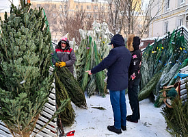 Правда ли, что ёлки в Беларуси рубят за месяц до продажи? В Минлесхозе ответили