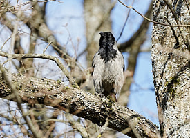В “Минск-Мире” вороны построили гнездо прямо на башенном кране и “рекетируют” крановщика