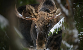 Условия участия в фотоконкурсе “Дикая природа Беларуси 2025”