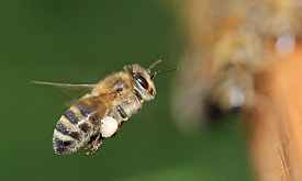 Могут “отключать” старение и общаются танцем: почему пчелиный рой – настоящий суперорганизм