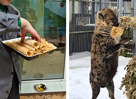 И у животных – Масленица. В Гродненском зоопарке показали, как обезьяны и гиены блины ели