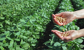 Соя на даче: дань моде или глупый эксперимент?