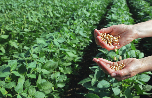 Соя на даче: дань моде или глупый эксперимент?