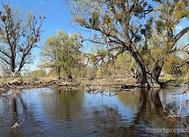Реликтовые леса Полесья: как на Припяти сохранился самый крупный в Европе массив пойменных дубрав