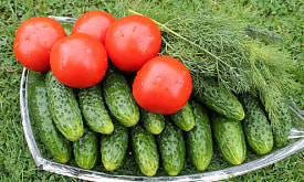 Огурцы или томаты – что выгоднее выращивать на даче? Проверили