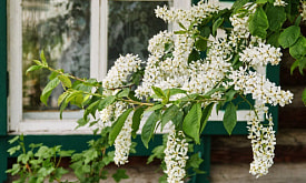 Обыкновенная черемуха: почему ее стоит посадить в своем саду в следующем сезоне