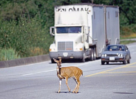 Почти 5 000 ДТП с животными на белорусских дорогах. Есть абсолютный «лидер» за прошлый год