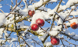 Яблоня заболела: какие проблемы могут возникнуть у самого обычного плодового дерева на даче зимой