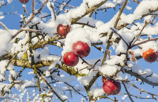 Яблоня заболела: какие проблемы могут возникнуть у самого обычного плодового дерева на даче зимой