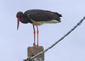 Птичья драма в Клецком районе: черный аист уже 6 лет пытается найти компанию среди белых