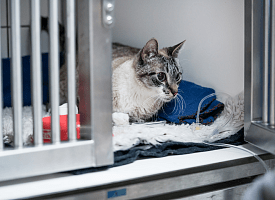 “Почему так дорого?”: ветврач объяснил, почему стационар – услуга не из дешевых