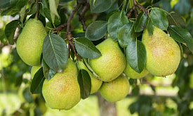 Удобрения для груш: что больше всего любят эти плодовые деревья