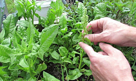 Почему шпинат сложно вырастить в городской квартире