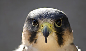 Живой истребитель. Что делает сапсана самым быстрым существом на планете?