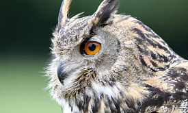 Пернатый “гимнаст”: как филинам удается вращать шеей без вреда для здоровья?