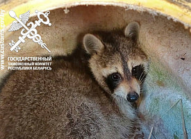 Что происходит с енотом, который приплыл в Беларусь из США? Рассказали таможенники