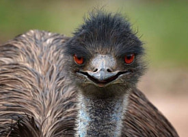 “Неуязвимы, как танки”. Как эму пережили пулемёты и выиграли “войну” у Австралии