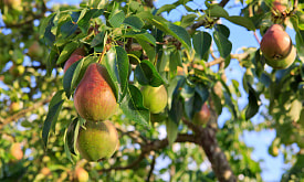 Груша не цветет и не плодоносит годами? Разберемся, что не так
