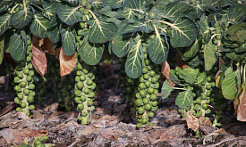 Выращивать брюссельскую капусту на даче? Рассказываем, зачем и чем она прекрасна