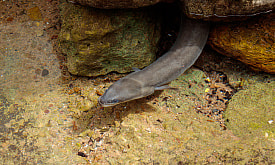 Рыба, которую считали бессмертной. Почему угорь выползает на сушу и может двигаться без головы?