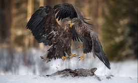 До конца подачи заявок на фотоконкурс “Дикая природа Беларуси 2025” осталось 9 дней. Чьих фото больше всего, а кто, наоборот – эксклюзив? 