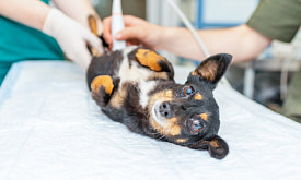 “Еще утром всё было нормально, а к вечеру животное страдает от боли”. Что делать, если у питомца камни в мочевом пузыре? 