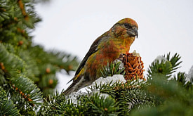 Главный по шишкам: почему клёст-еловик гнездится зимой и как спасает кладку от мороза?