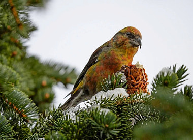 Главный по шишкам: почему клёст-еловик гнездится зимой и как спасает кладку от мороза?