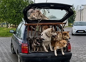 Плюшевые игрушки и живые собаки в багажнике. В Гродно обсуждают странный автомобиль на улицах города