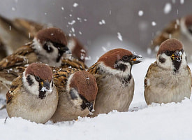 В России пройдёт масштабная перепись воробьёв. Зачем это нужно?