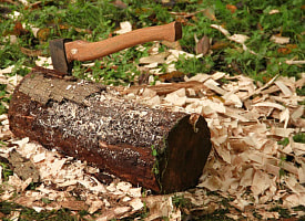 Штраф до 22 500 рублей. Белорусов предупредили об “административке” с 16 февраля за эти действия с деревьями